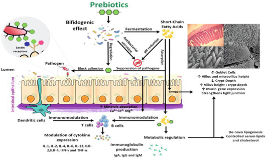 Prebiotics in poultry nutrition for better growth and sustainability